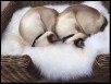 2016 Sept Sialaxy Tyho & Eclipse (now Zazu & Zephyr)dob  4 Dec 13